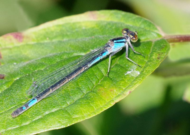 Photo of Azure Bluet