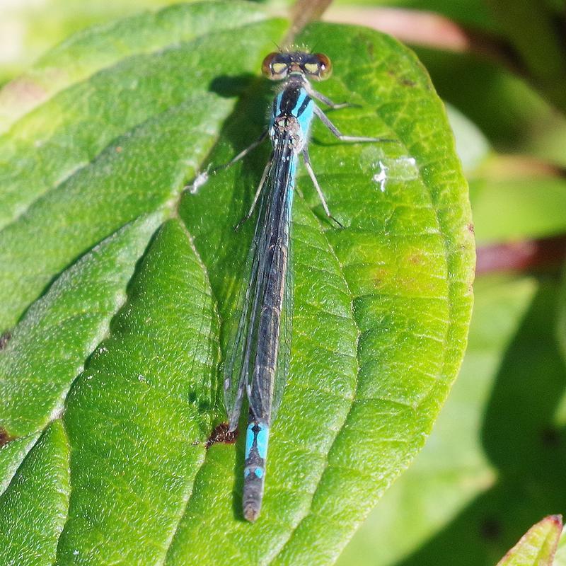 Photo of Azure Bluet