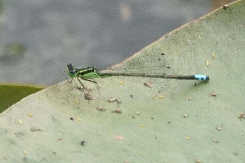 Photo of Eastern Forktail