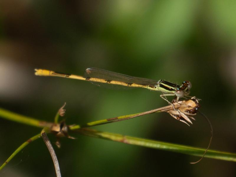 Photo of Citrine Forktail