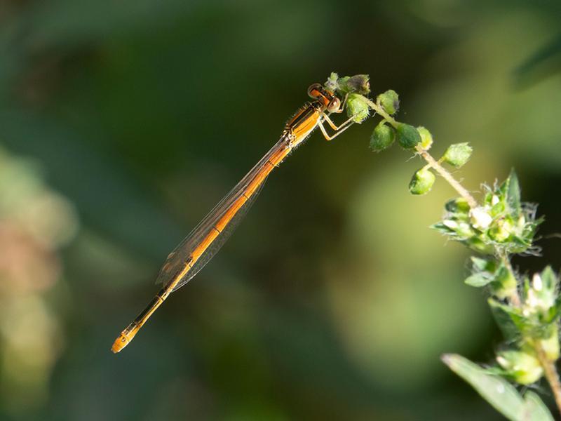 Photo of Citrine Forktail