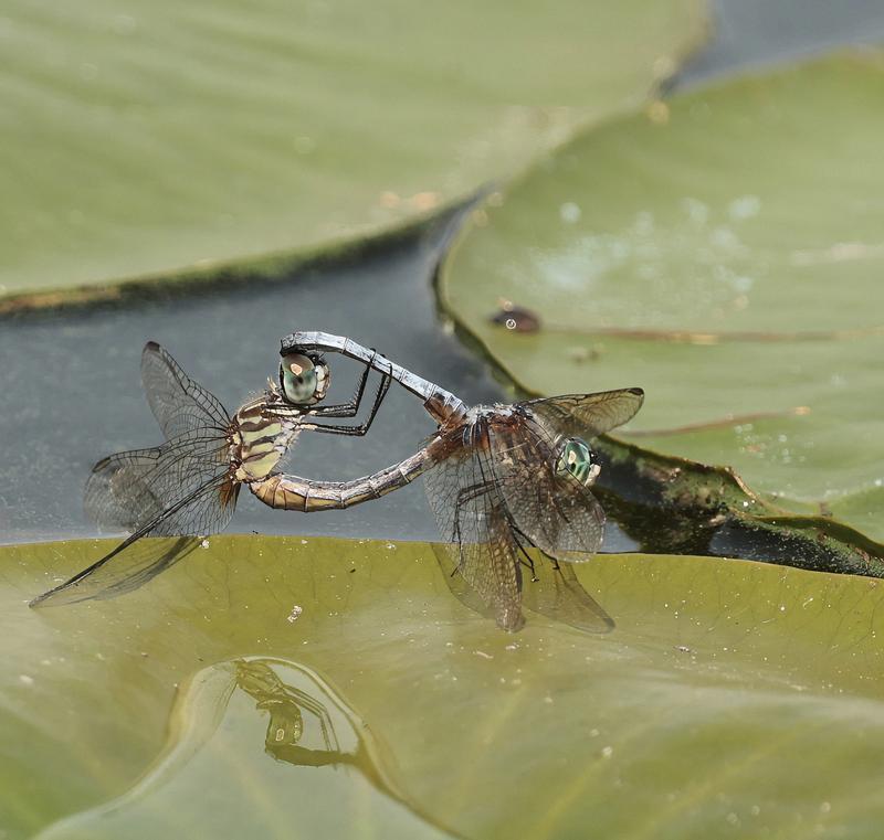 Photo of Blue Dasher
