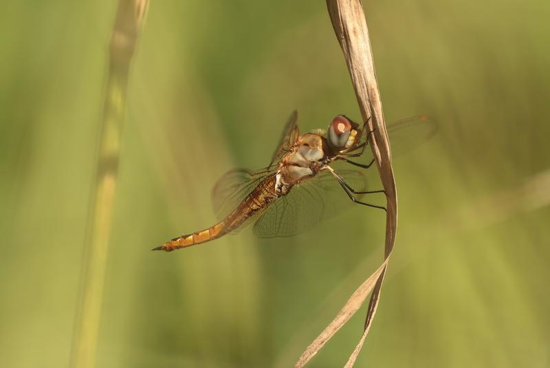 Photo of Wandering Glider