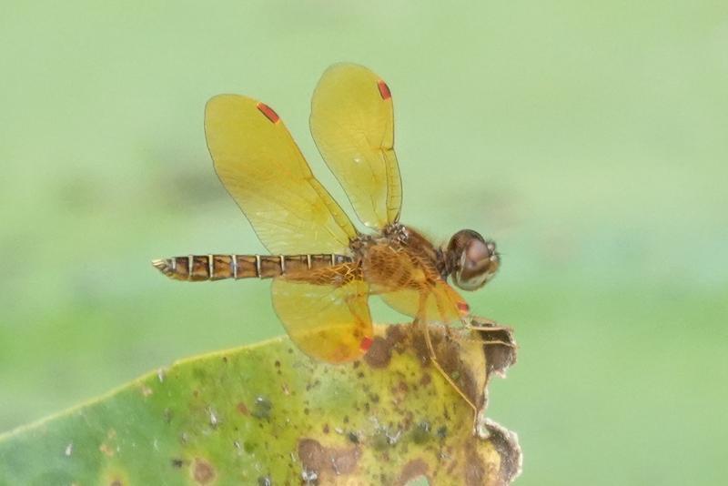 Photo of Eastern Amberwing