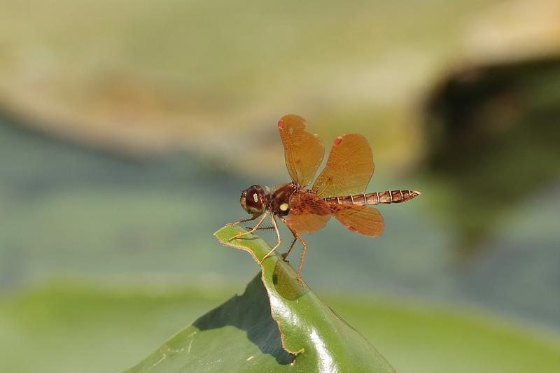 Photo of Eastern Amberwing
