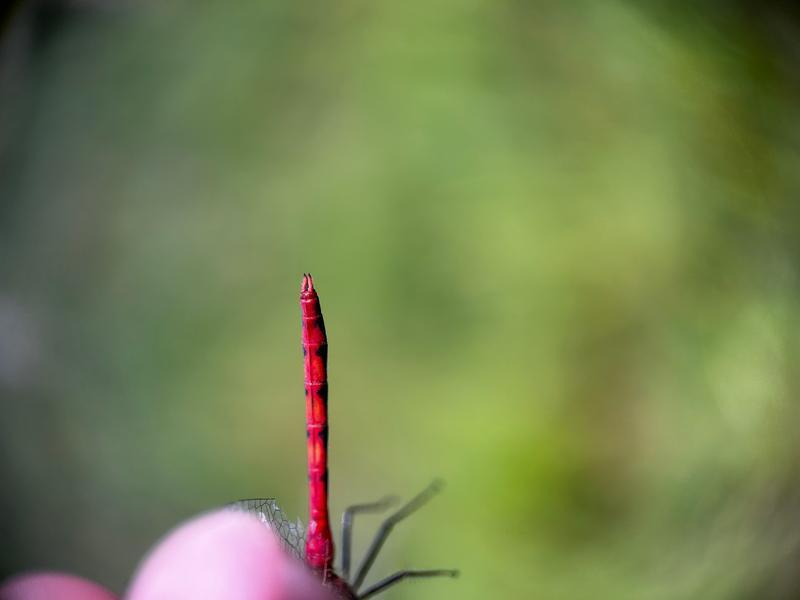 Photo of White-faced Meadowhawk