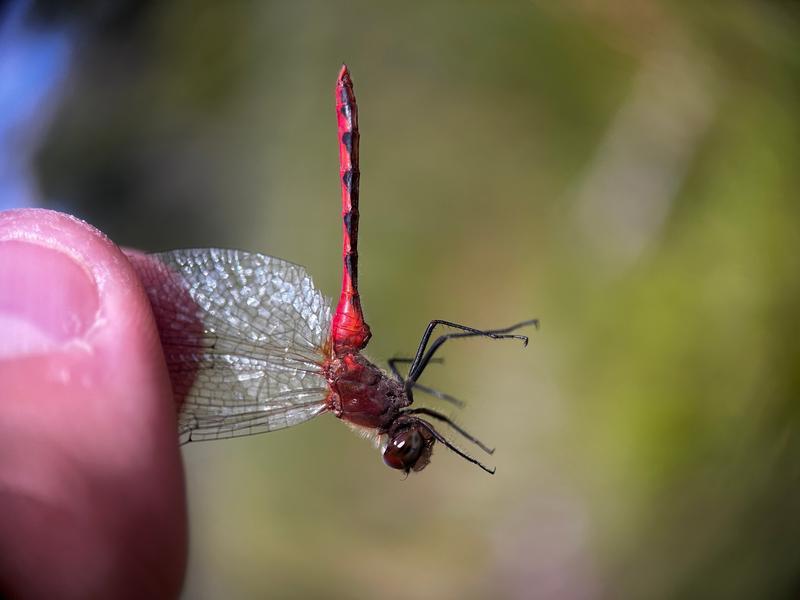 Photo of White-faced Meadowhawk