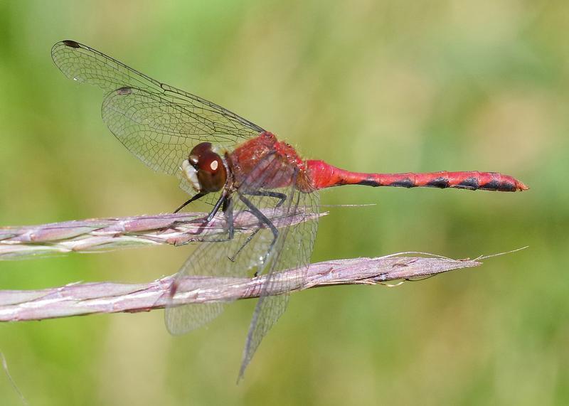 Photo of White-faced Meadowhawk