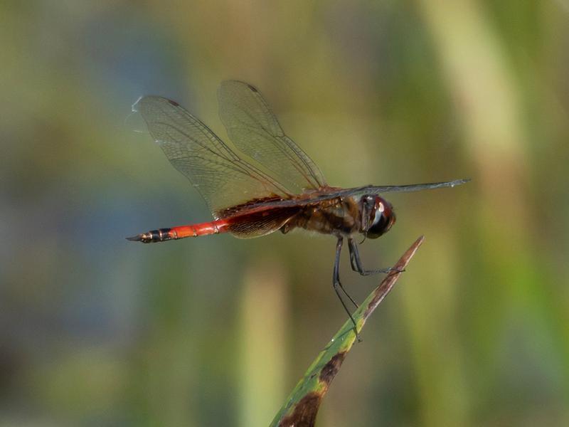 Photo of Striped Saddlebags