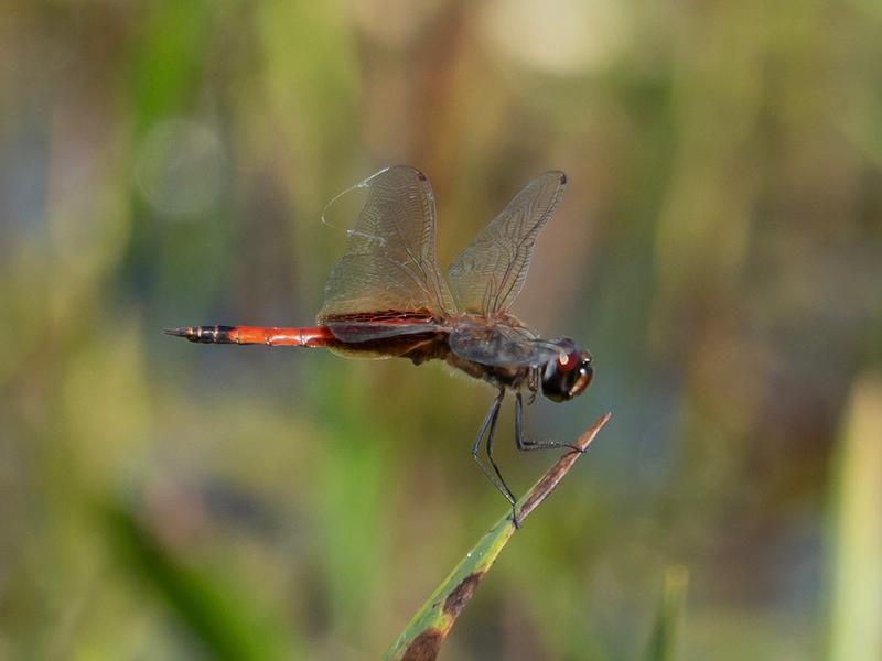 Photo of Striped Saddlebags