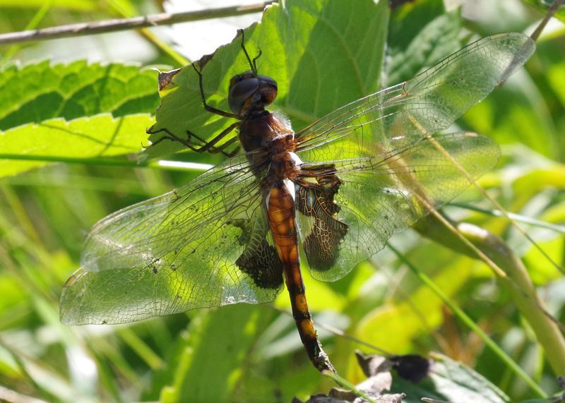 Photo of Black Saddlebags