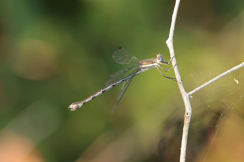 Photo of Great Spreadwing