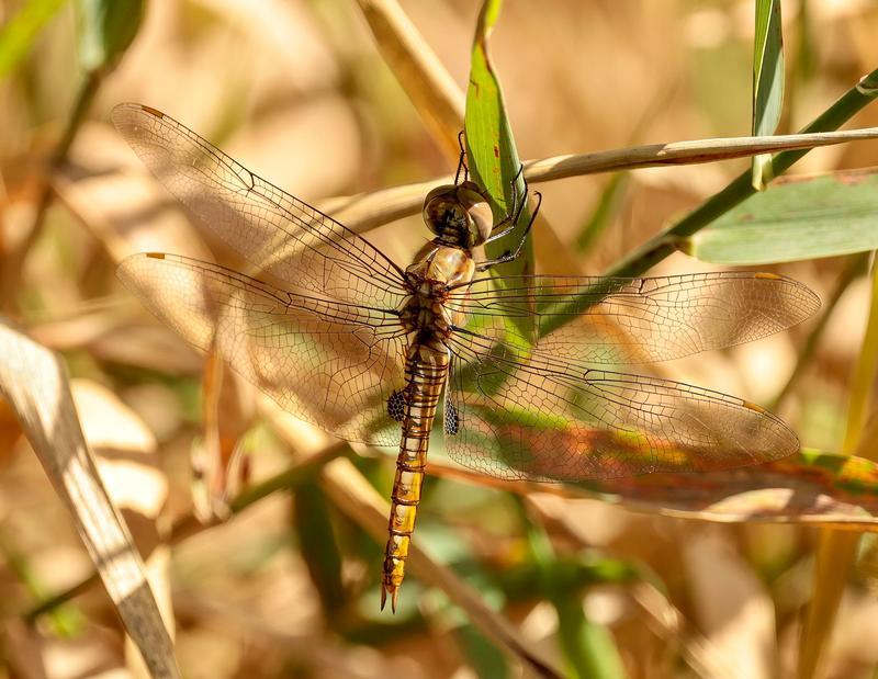 Photo of Spot-winged Glider