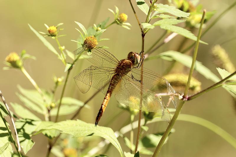 Photo of Wandering Glider