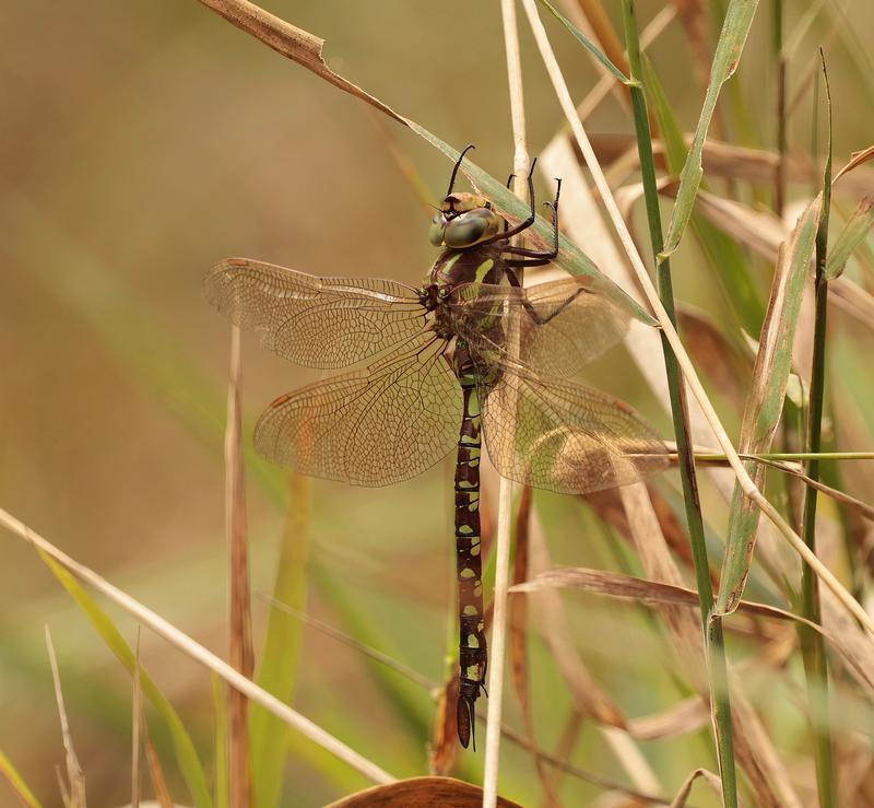Photo of Lance-tipped Darner