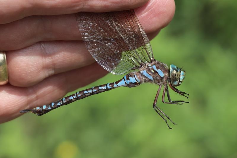 Photo of Canada Darner