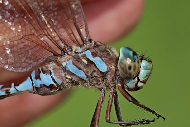 Photo of Canada Darner