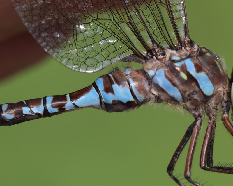 Photo of Canada Darner