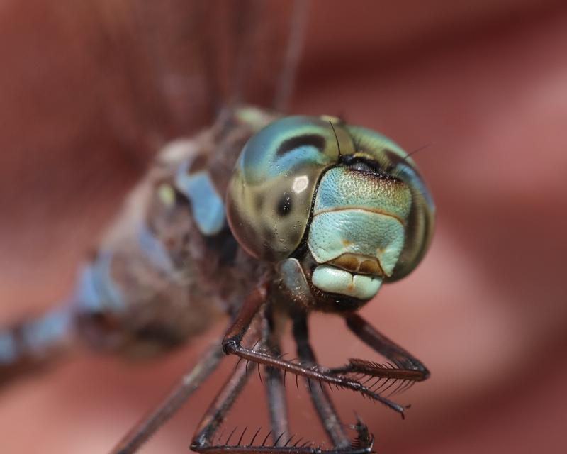Photo of Canada Darner