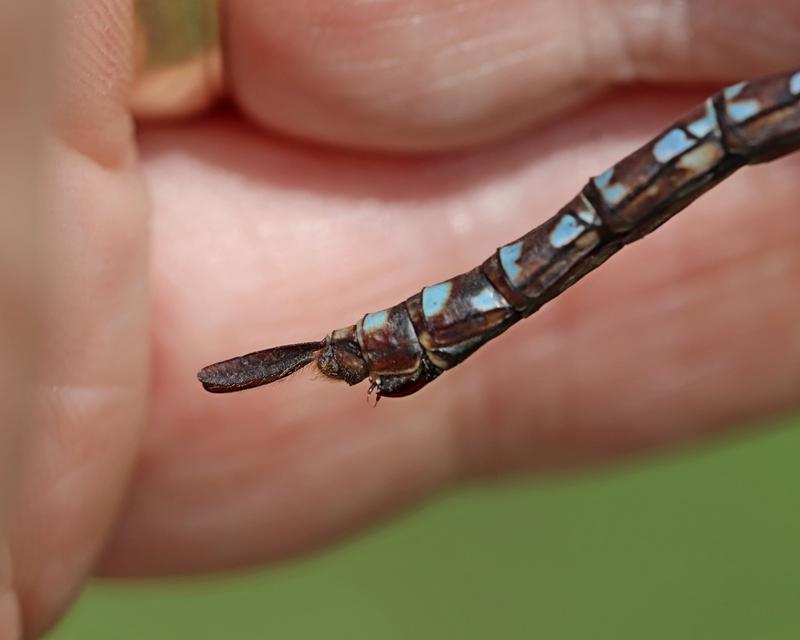 Photo of Canada Darner