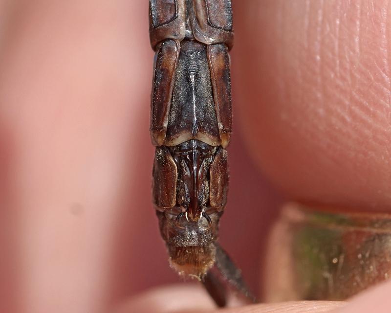 Photo of Canada Darner