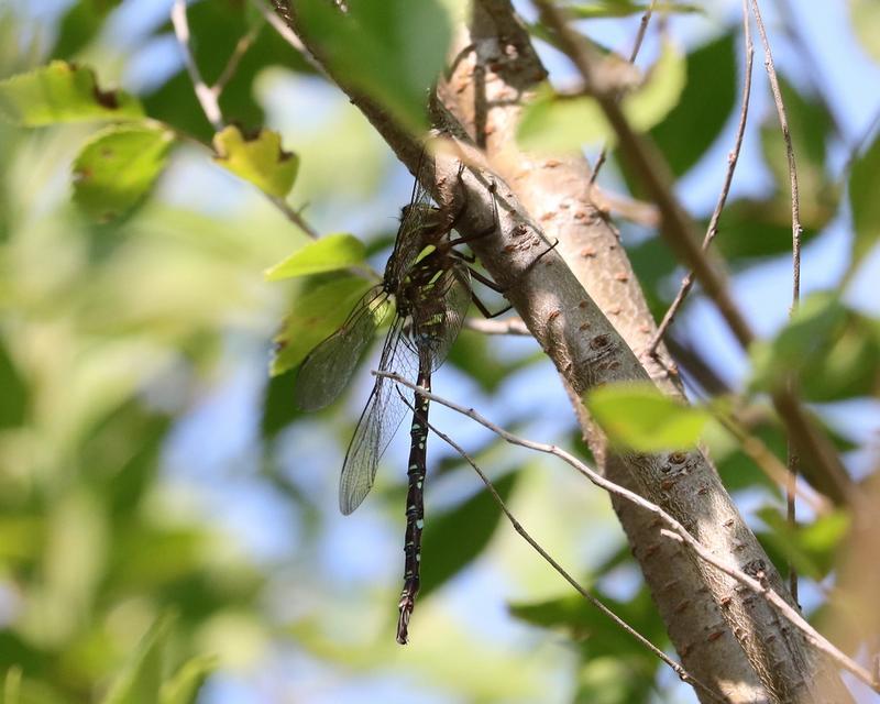 Photo of Shadow Darner