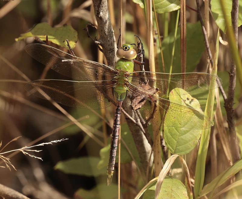 Photo of Common Green Darner
