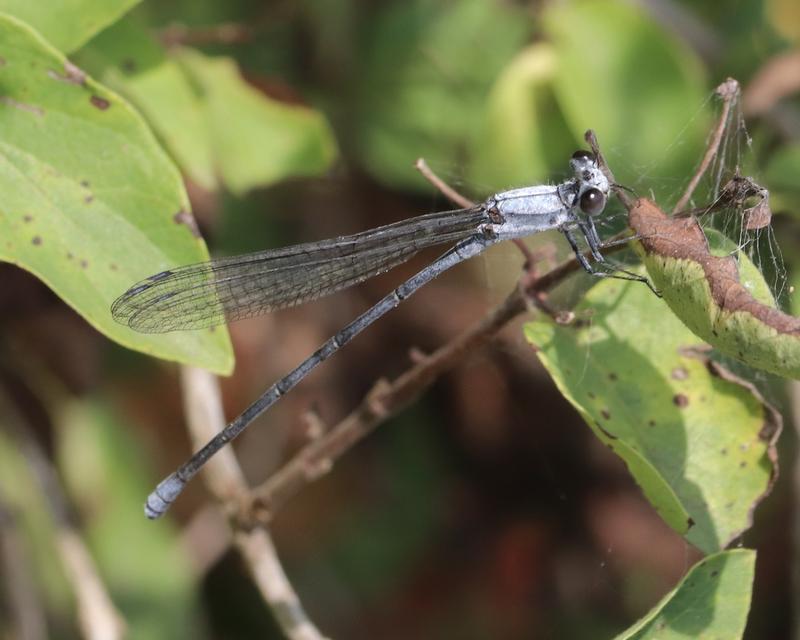 Photo of Powdered Dancer