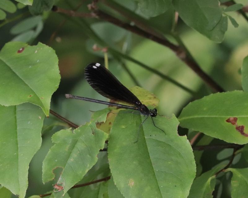 Photo of Ebony Jewelwing