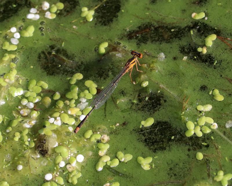 Photo of Orange Bluet