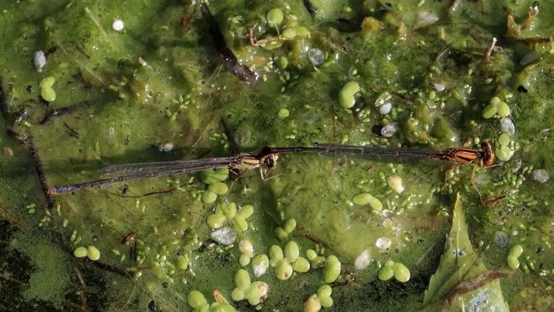 Photo of Orange Bluet