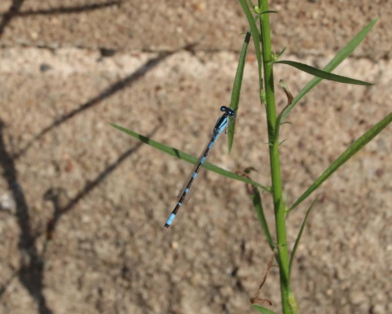 Photo of Tule Bluet