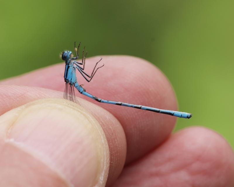 Photo of Hagen's Bluet