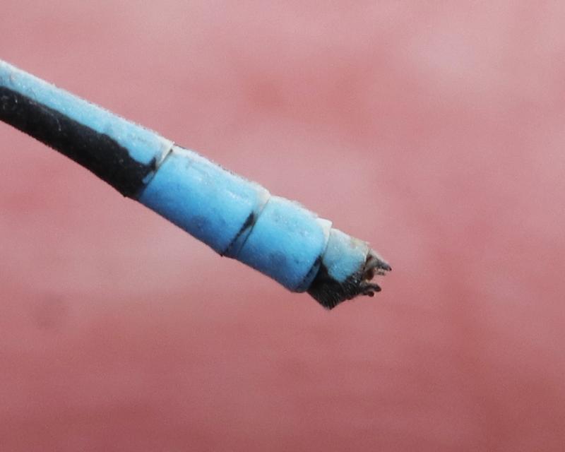 Photo of Hagen's Bluet