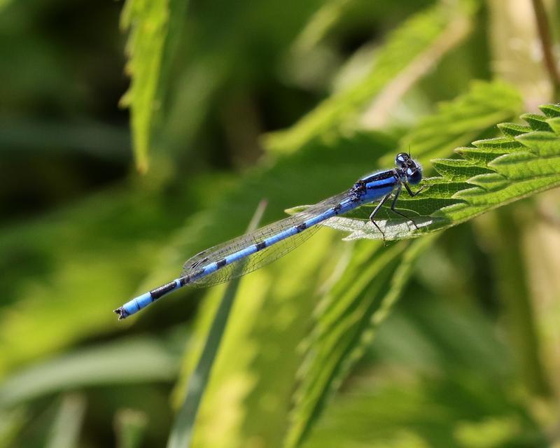 Photo of Familiar Bluet
