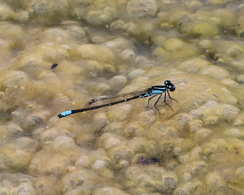 Photo of Skimming Bluet