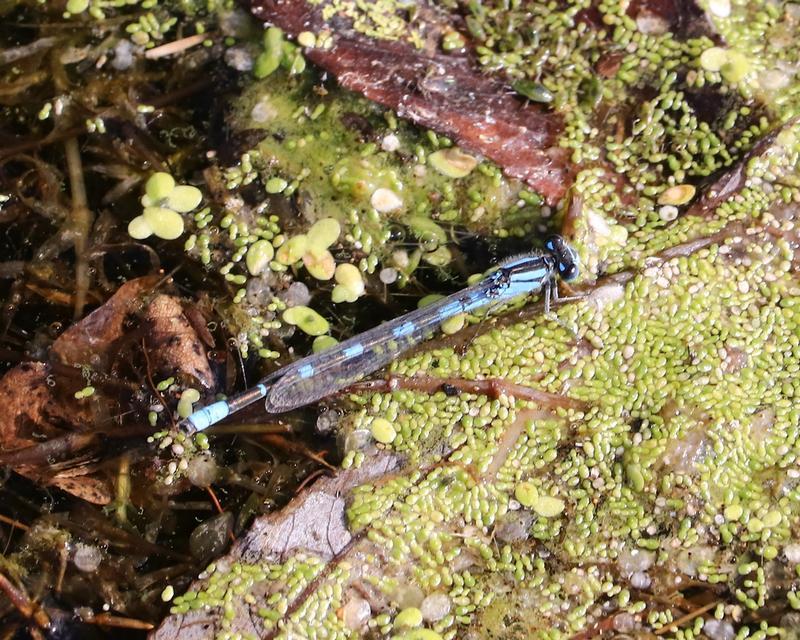 Photo of Tule Bluet