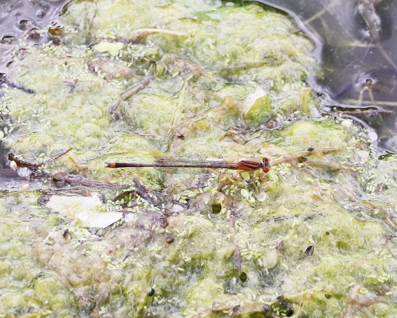 Photo of Orange Bluet