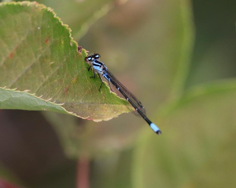 Photo of Skimming Bluet