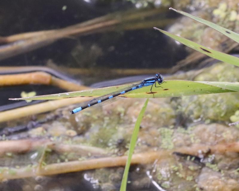 Photo of Tule Bluet