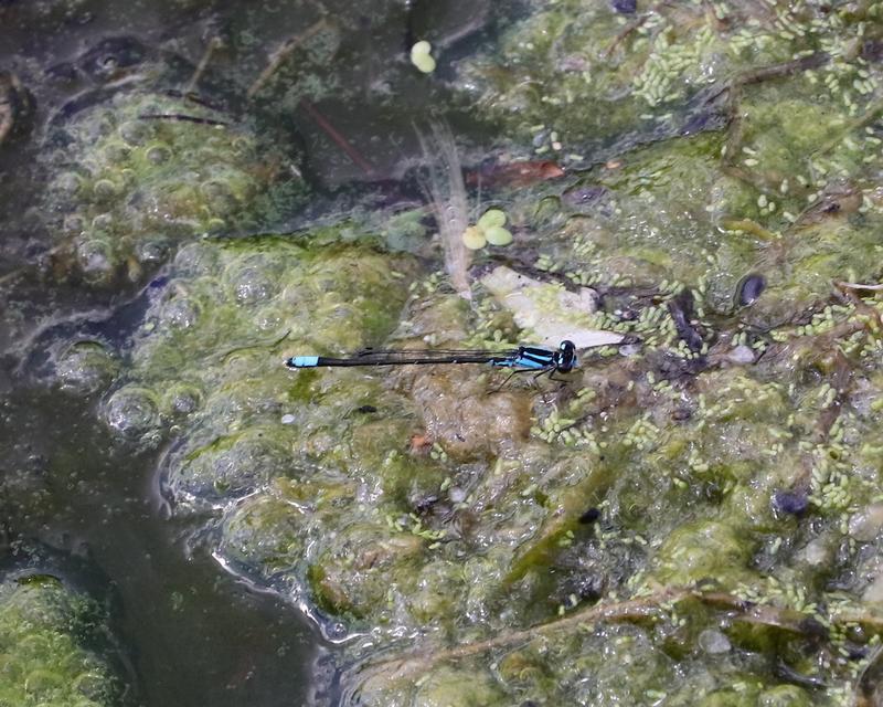 Photo of Skimming Bluet