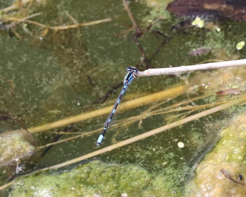 Photo of Tule Bluet