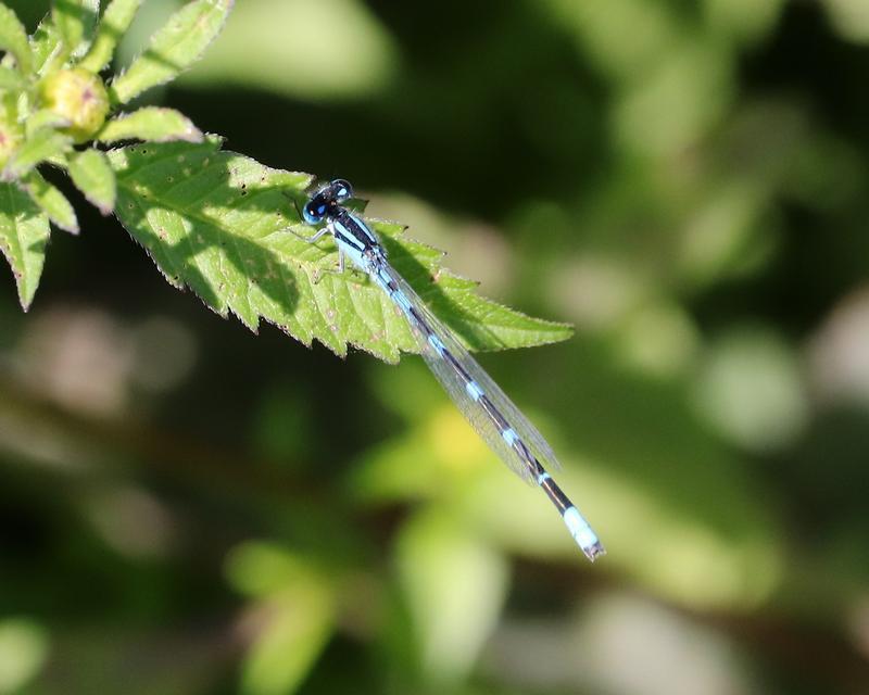 Photo of Tule Bluet