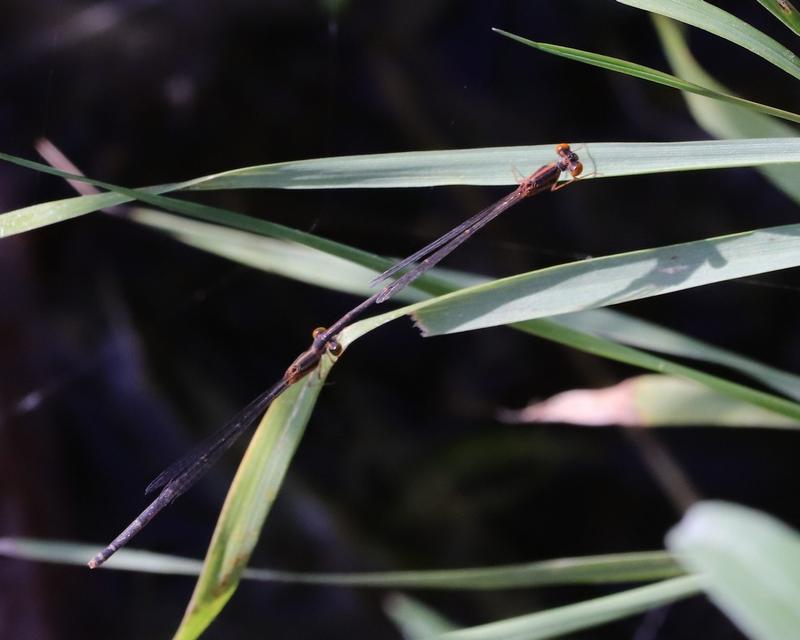 Photo of Orange Bluet