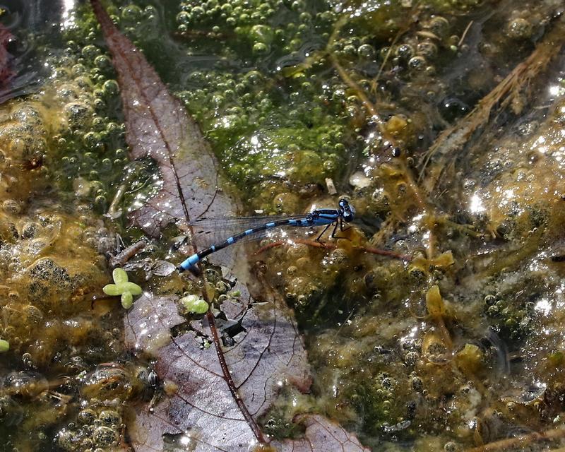 Photo of Tule Bluet