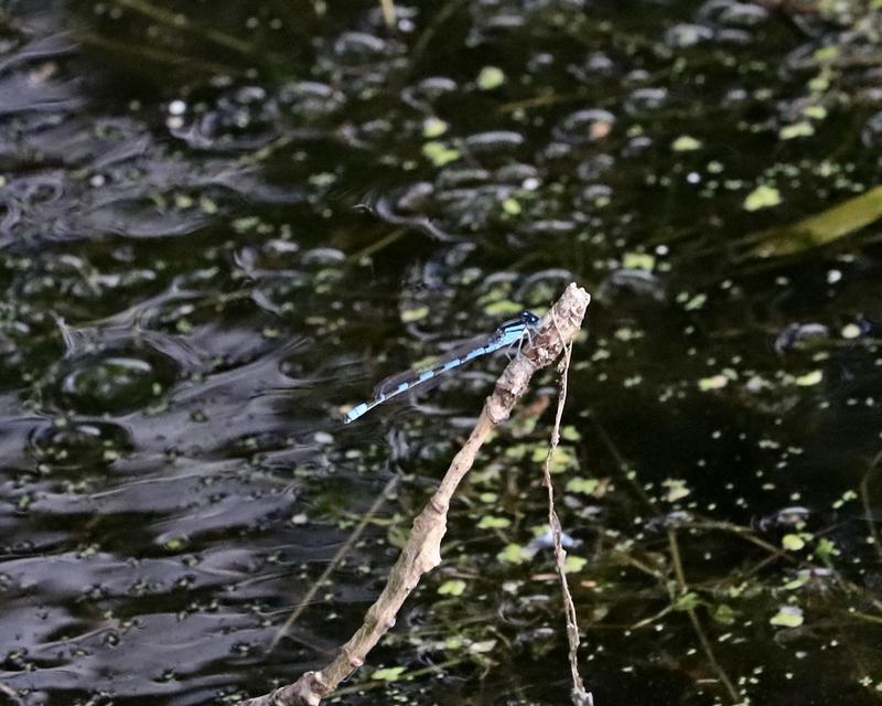 Photo of Tule Bluet