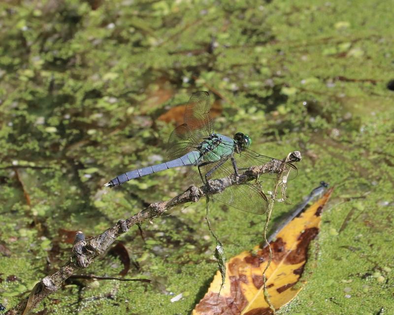Photo of Eastern Pondhawk