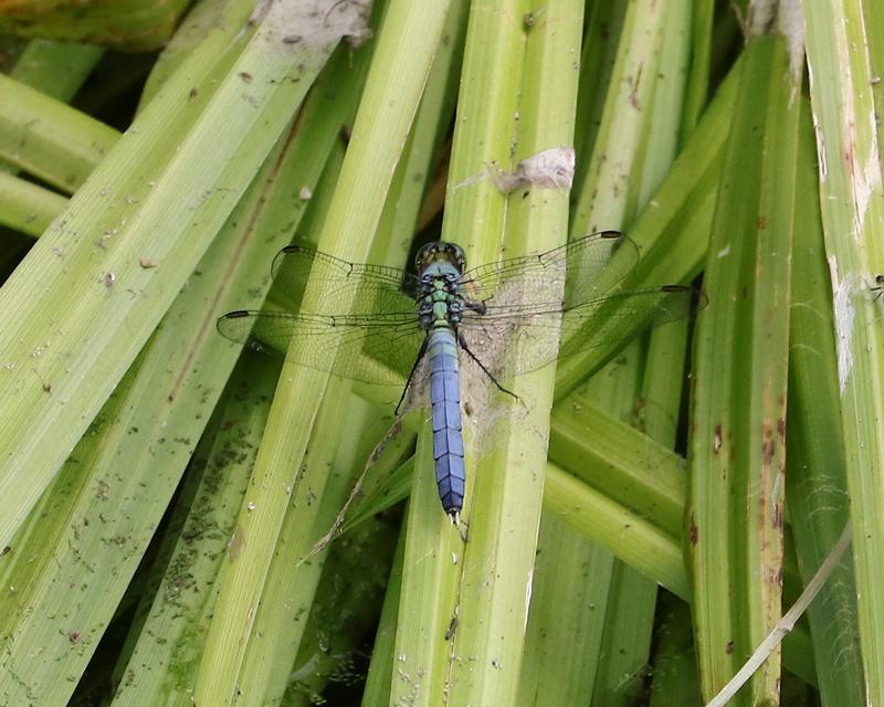 Photo of Eastern Pondhawk