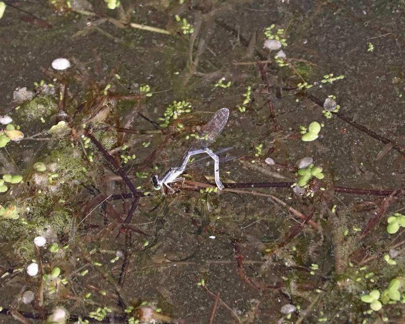 Photo of Eastern Forktail