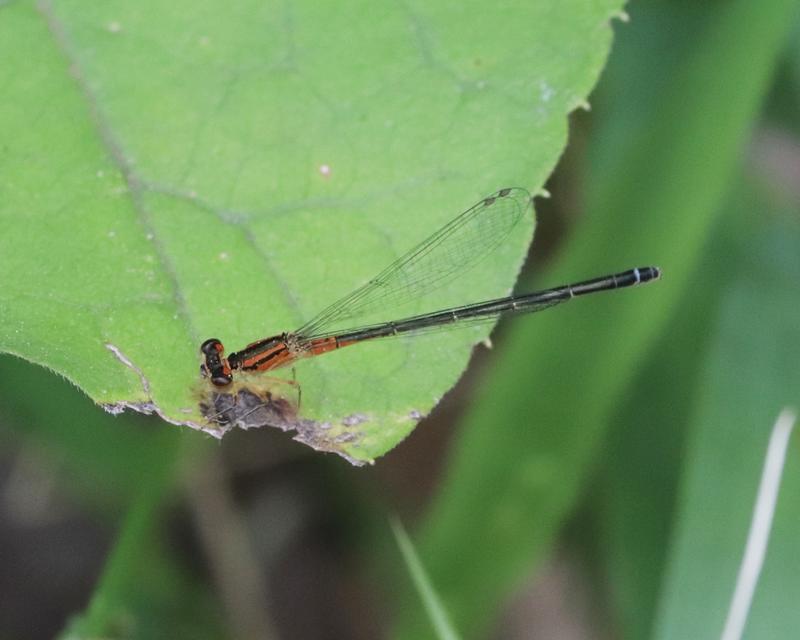 Photo of Eastern Forktail